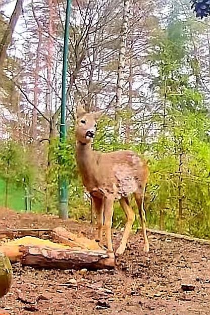 livebirdspoland_9497b6a1915984760ccfe7f0a20c1b2c.jpg