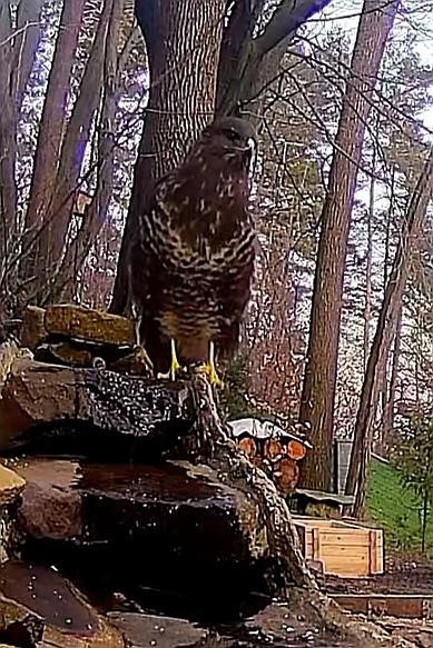 livebirdspoland_434a583f4b39651a0569d0b8e541d996.jpg