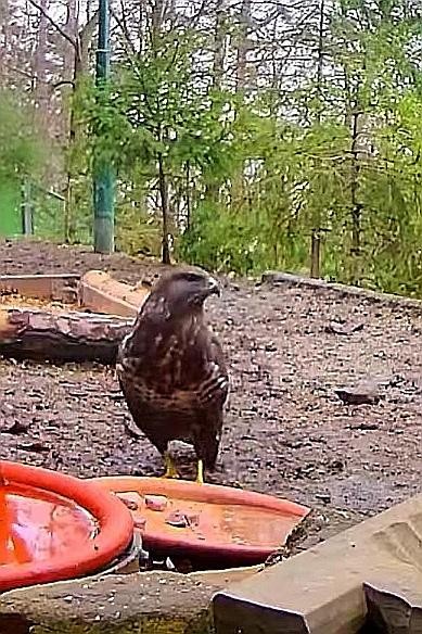livebirdspoland_750bf75e3ff953eb06afc6dcd9ea871e.jpg