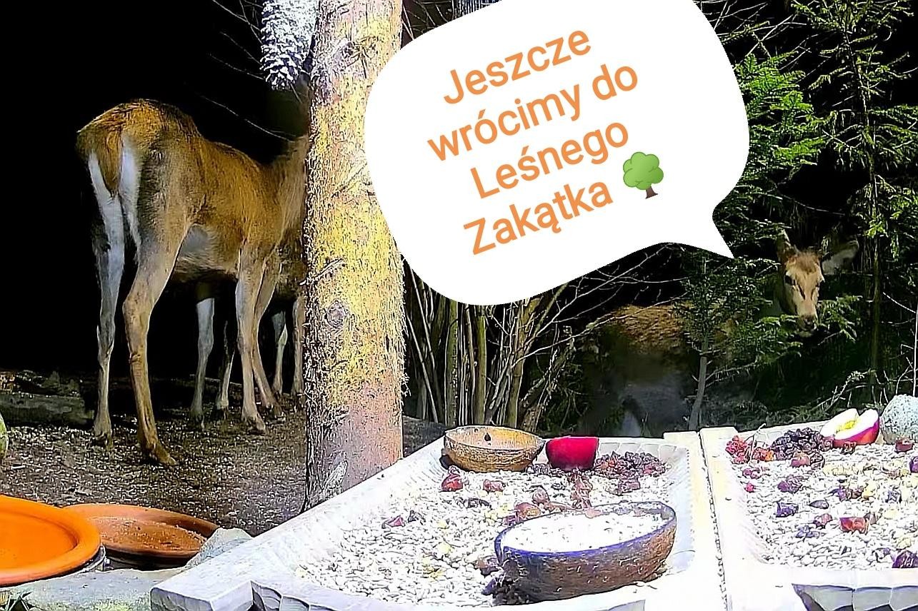 livebirdspoland_f05b97f23982157bc923647e902dc88e.jpg
