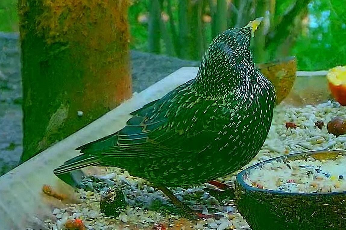 livebirdspoland_5a3e3a08cf8e602b3ae06673acb23a4c.jpg