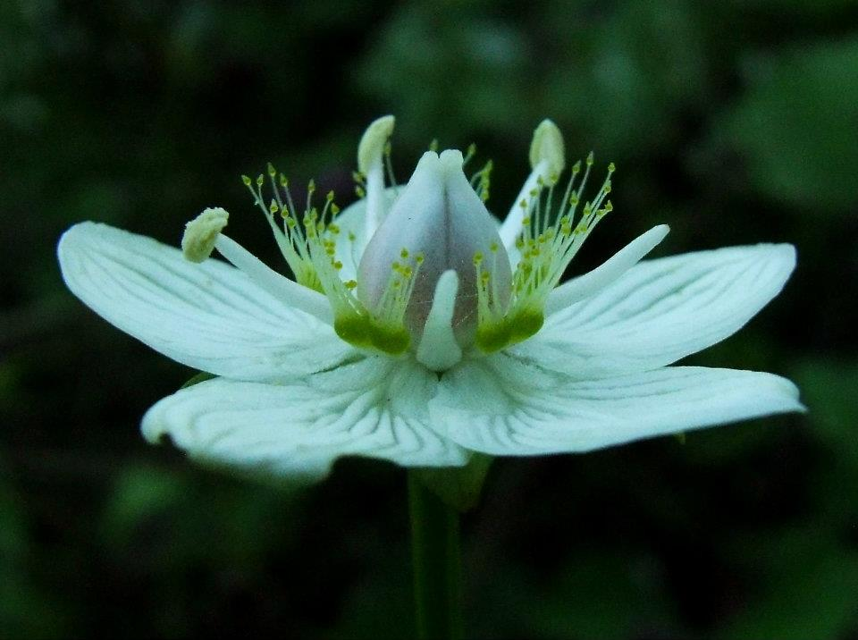 livebirdspoland_68b9626ee2d182259455acdfd6681ac8.png