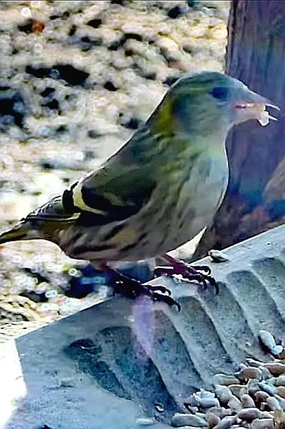 livebirdspoland_871f4b00b68b8ddb2b1a1a307676b1da.jpg