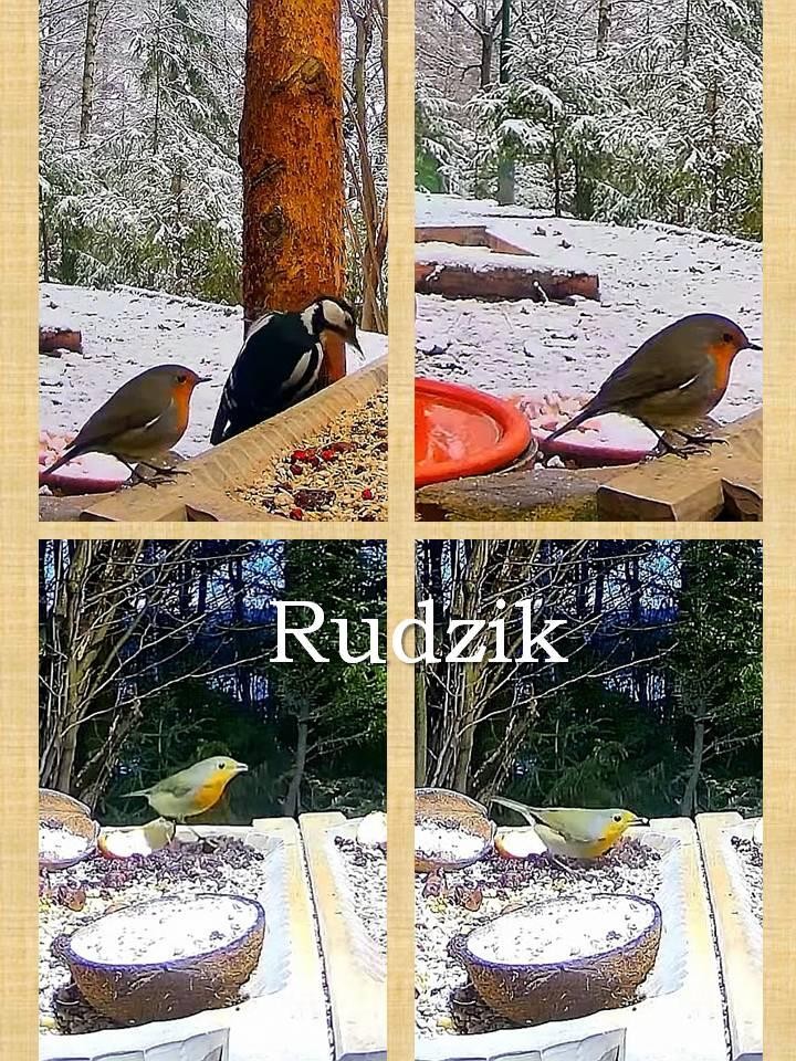 livebirdspoland_519f0deab7b8b1c5b222be5fde34c2f4.jpg