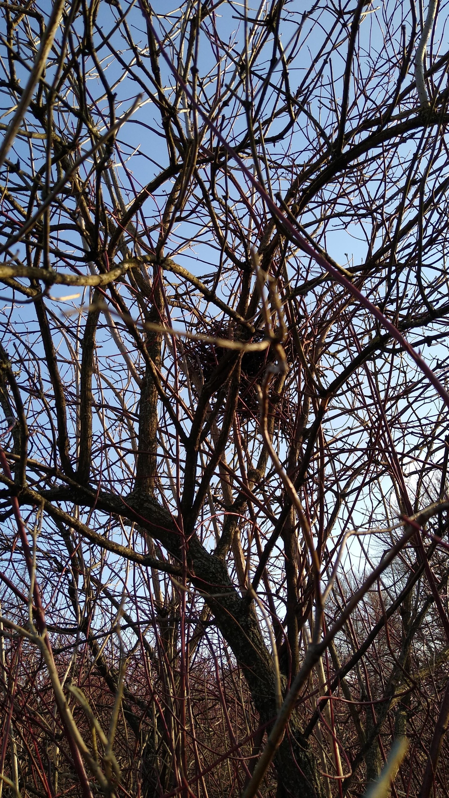 livebirdspoland_ca414626118f12db2889edfa39486557.jpg