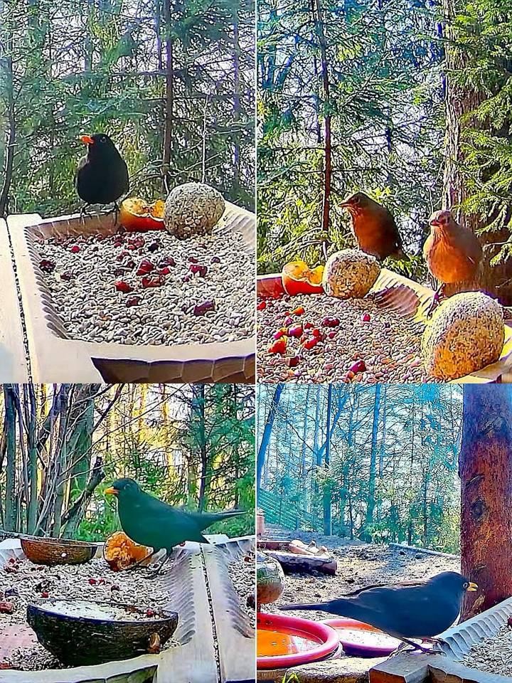 livebirdspoland_0d300f8a99fb5a414feec645bd22698d.jpg