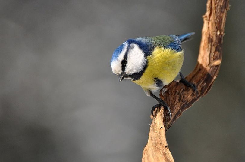 livebirdspoland_434c5e9476a75e6367c305b7b0ebda08.png