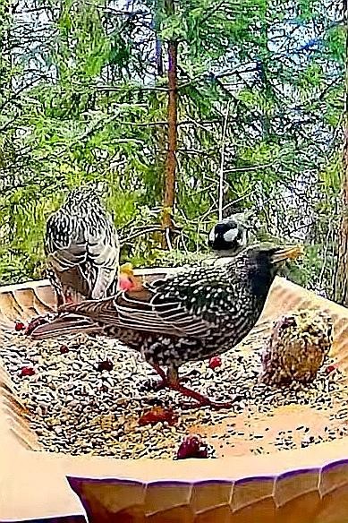 livebirdspoland_e4d5ee58f0dc5dbf5c45fa3d6172858c.jpg
