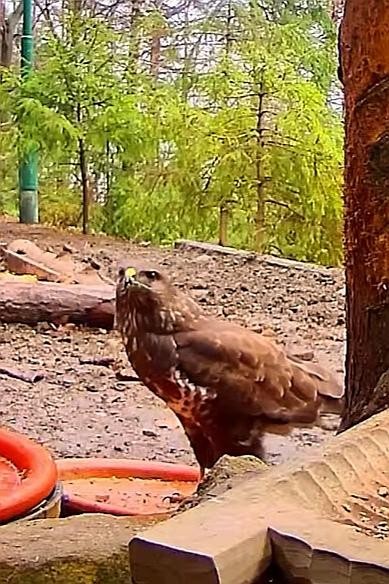 livebirdspoland_619de9f3fe6942f0648c5a43588d73e4.jpg