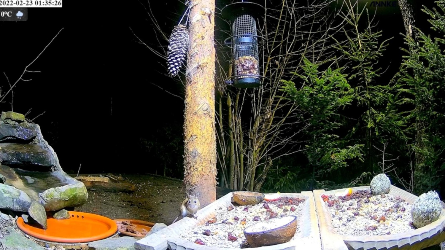 livebirdspoland_37bc0ee51d89a50d9ab0af764669e753.jpg