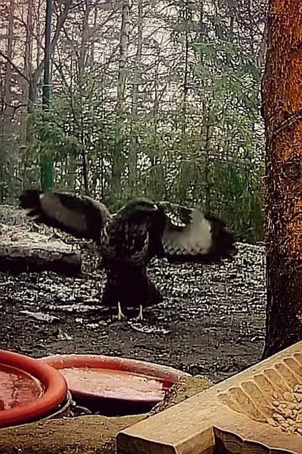 livebirdspoland_a9d3a54687c18a4b370563d923e1e9cf.jpg