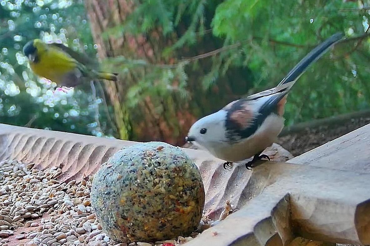 livebirdspoland_0f2cac58b576aab2dc22517f5ed5ea7b.jpg