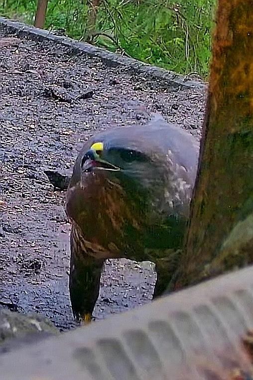 livebirdspoland_caa8404715e0aa5d0d4daa4696187970.jpg