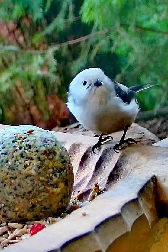 livebirdspoland_b9ff5937d6469fb437615fe9223f4214.jpg