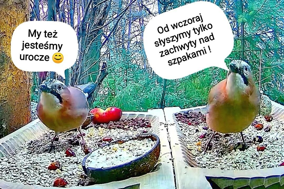 livebirdspoland_c3cb422b54f48491ee6f42cf2f161e28.jpg