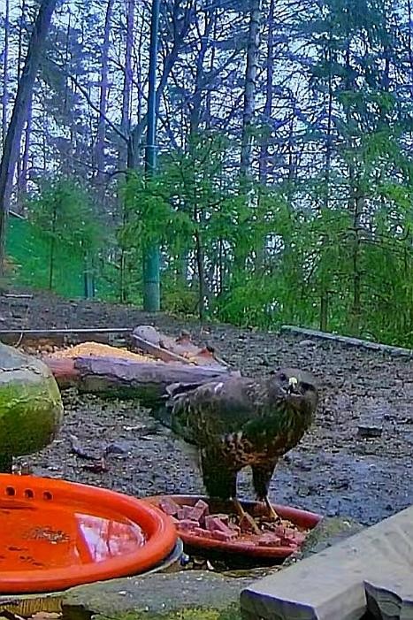 livebirdspoland_1bb72d89d75a5b50e8ccde07b993cbca.jpg