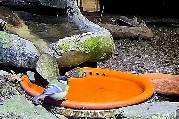 livebirdspoland_7156341ec096b12ee747426c1258b74a.jpg