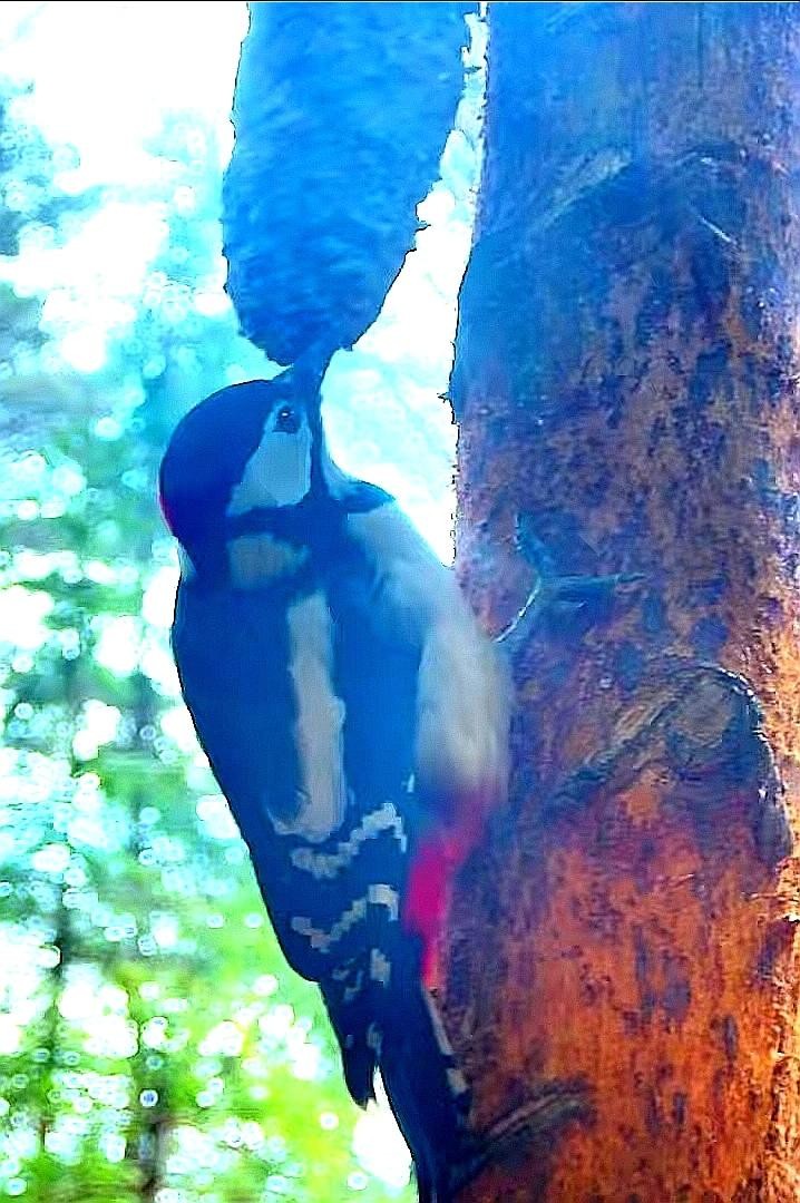 livebirdspoland_fe6d67b96c16be69008b7da3cff45060.jpg