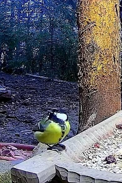 livebirdspoland_786bd432727a6e7623bea7e37ef34eef.jpg