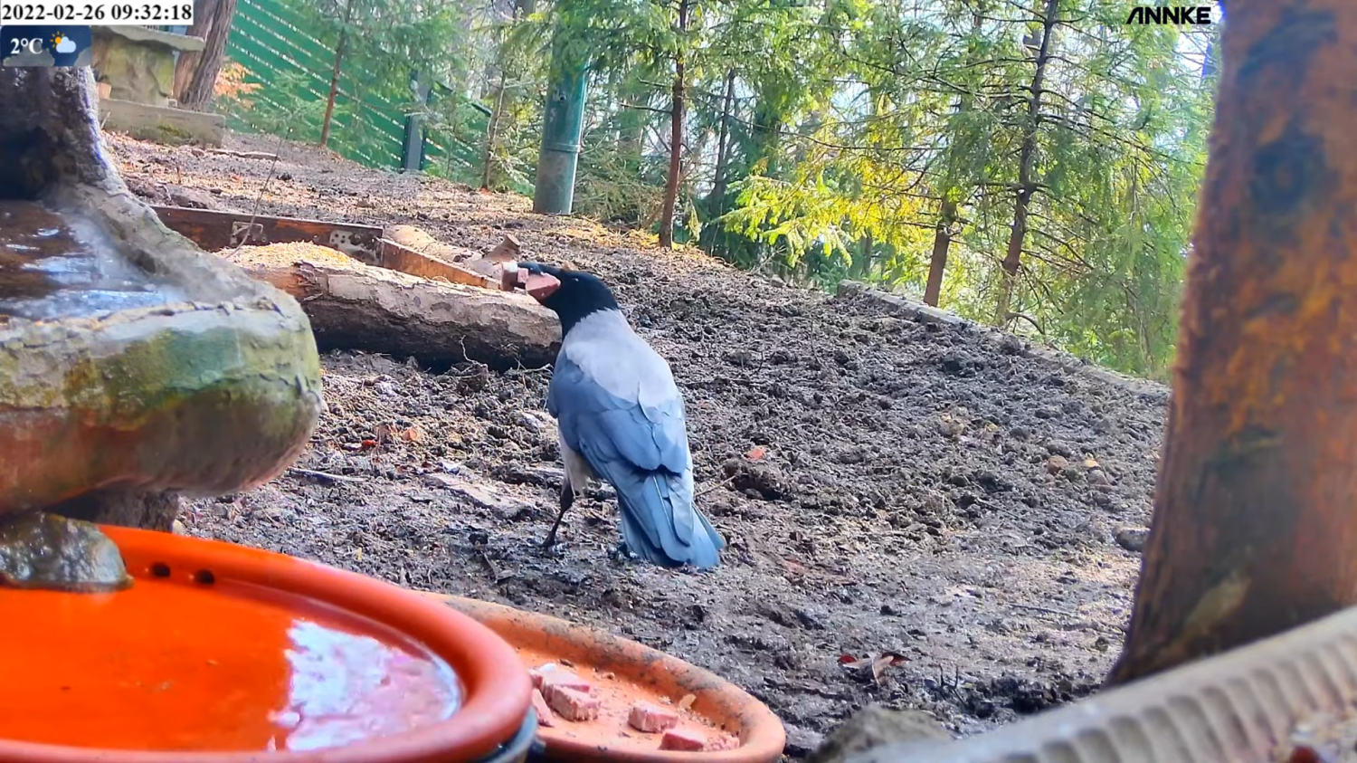 livebirdspoland_91bb3b79e9c1ed93e24d5df1cc9ebd2e.png