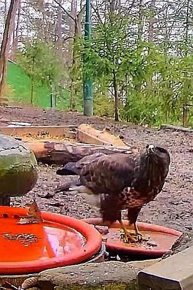 livebirdspoland_20b9c77c89f204f84636ea5e1ae8a98c.jpg