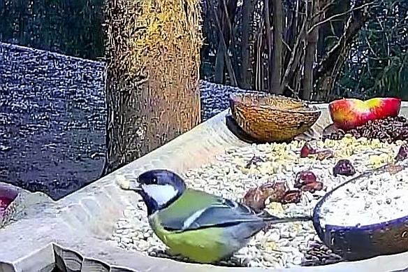 livebirdspoland_94c9fc6ea14ff3ad3cf5076576166f48.jpg