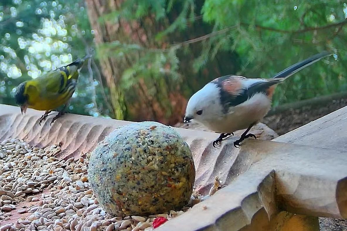 livebirdspoland_2b76c1b855df30088c15fb6e72417e22.jpg