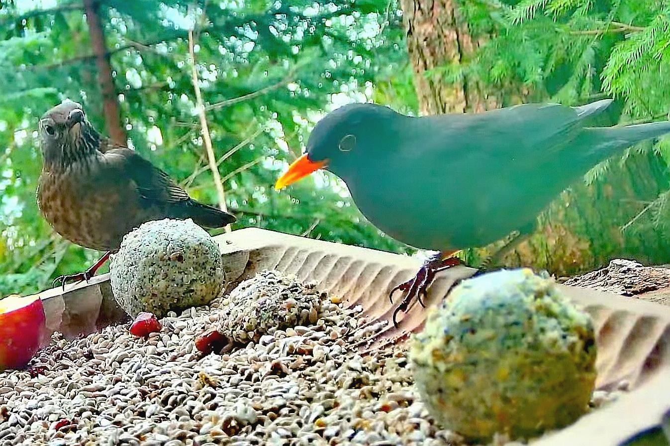 livebirdspoland_a7541fea81abe4946ca36d230444058f.jpg