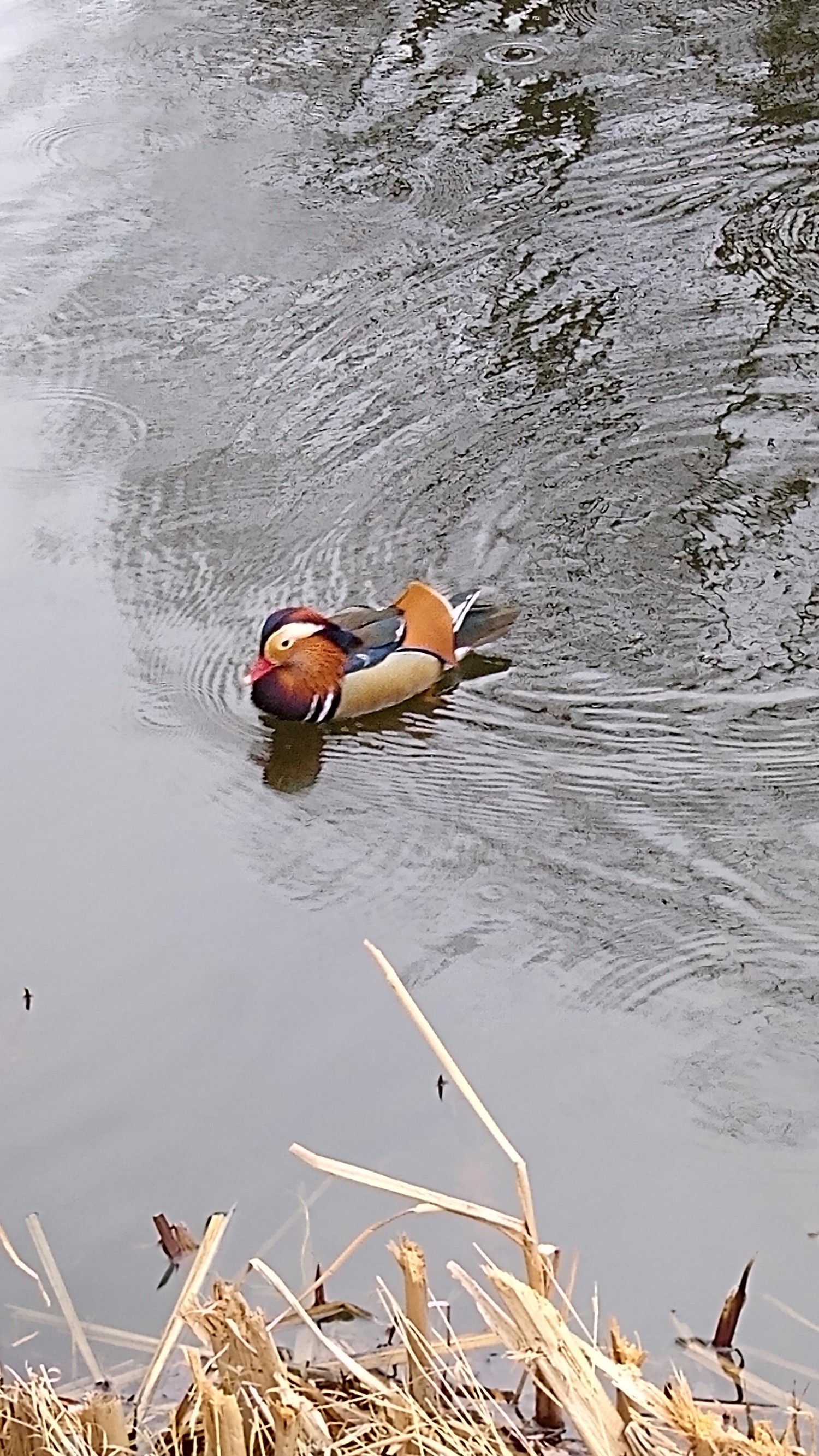 livebirdspoland_6a07a2af0d4878748c370272453d49f1.jpg
