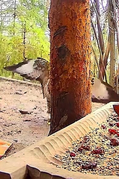 livebirdspoland_2f38ffbbc3059ef222026b9e569fc77c.jpg