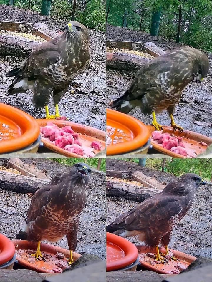 livebirdspoland_1840b48c65904825d22f9b5d32f81e8f.jpg