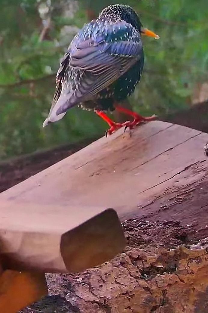 livebirdspoland_9d6e5dd3a49994e49f9738519f19ae02.jpg