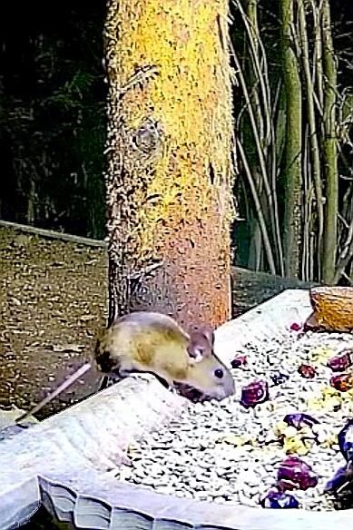 livebirdspoland_11cad48be11fb164beec8aac66c98527.jpg