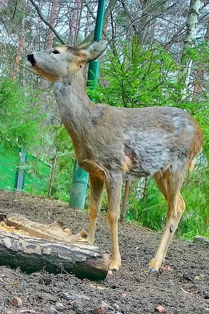 livebirdspoland_9af247a35d3a94e314c119611cc5c1e6.jpg