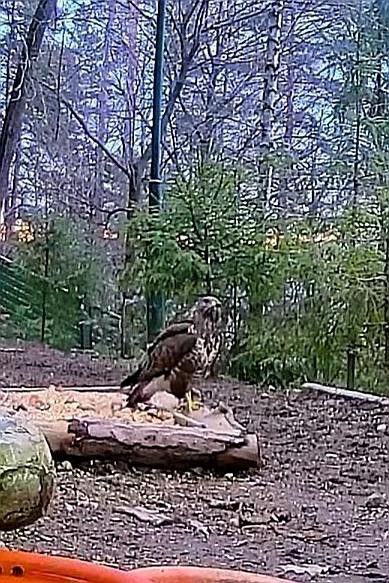 livebirdspoland_b76f06636dfb86c6b74b67c5b9bfeb42.jpg
