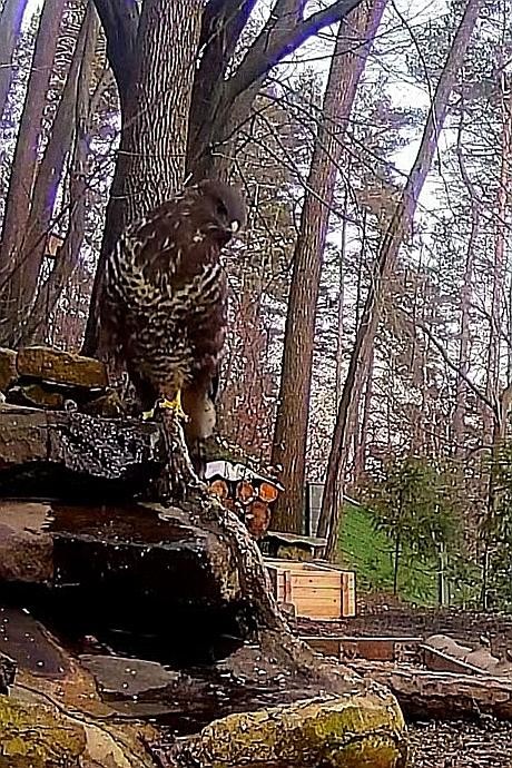 livebirdspoland_de8f91401c2835639623852eda89ea7a.jpg
