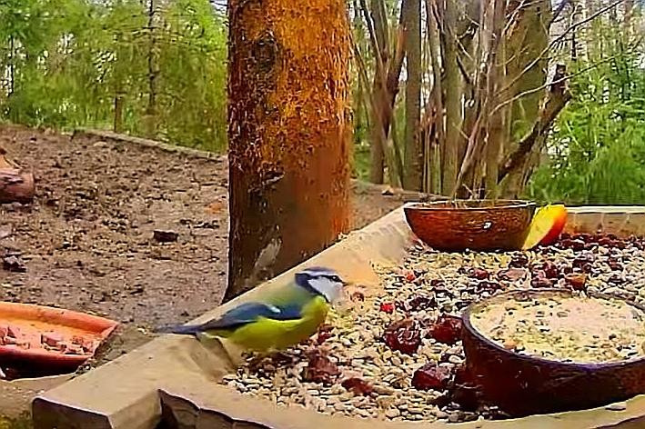 livebirdspoland_99c324f6898fe297ff2e5c808078702c.jpg