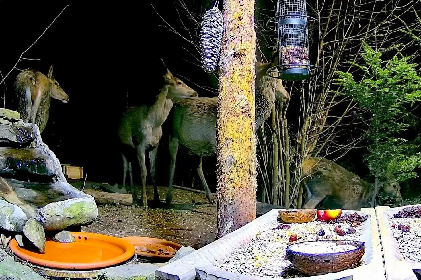 livebirdspoland_0c2f0006e567697884e45d413eaa520a.jpg
