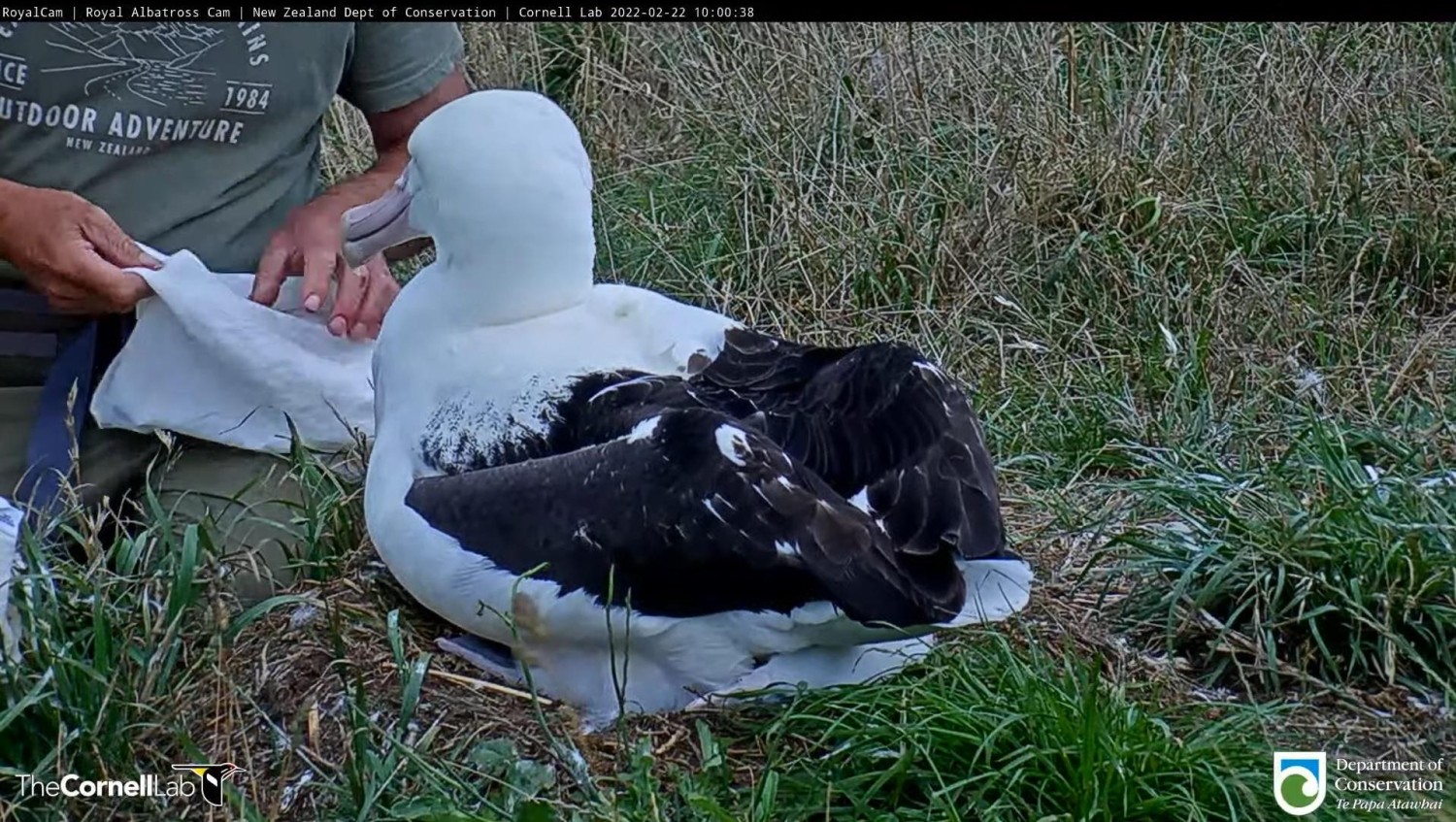 livebirdspoland_b3cf3d8aa299f8489d83f6938d78cb23.jpg