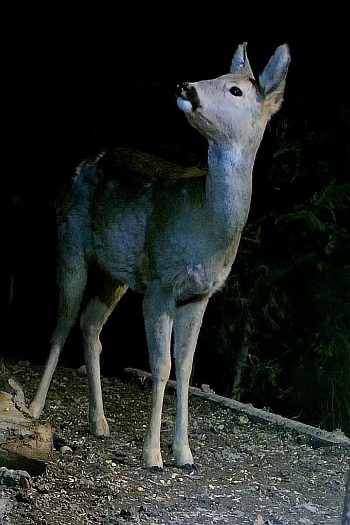 livebirdspoland_c964bc61d313d3a2a83099c34bb74ad7.jpg