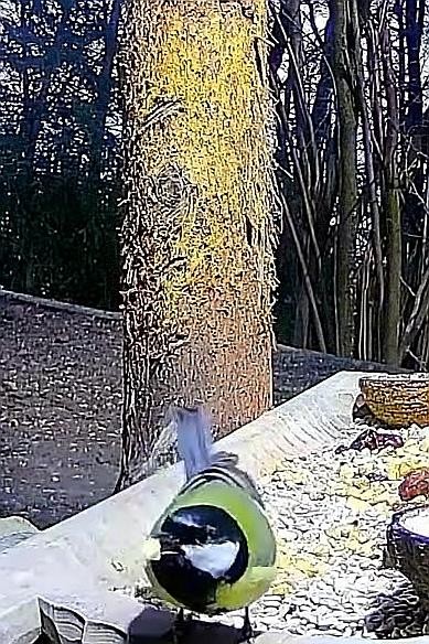 livebirdspoland_7361c5c582ff814d5c9a40e045ff040d.jpg