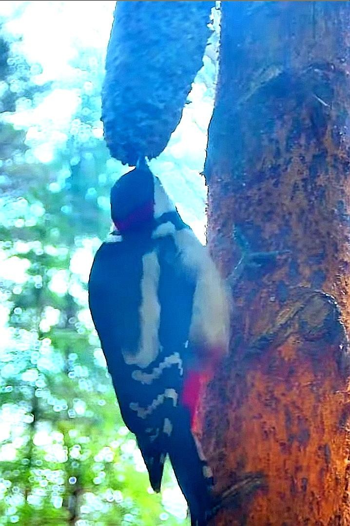 livebirdspoland_3ad639b1f0a9a36ef07e9d1e0c73533d.jpg