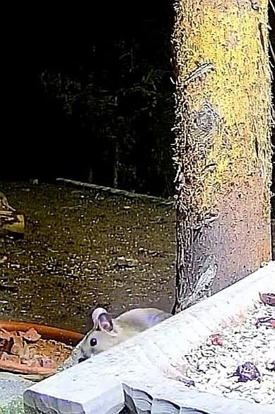 livebirdspoland_3ecf0a289535f21da1a2253051ffed27.jpg