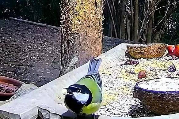 livebirdspoland_4a906c70d6155ce8b79844d965f63f43.jpg
