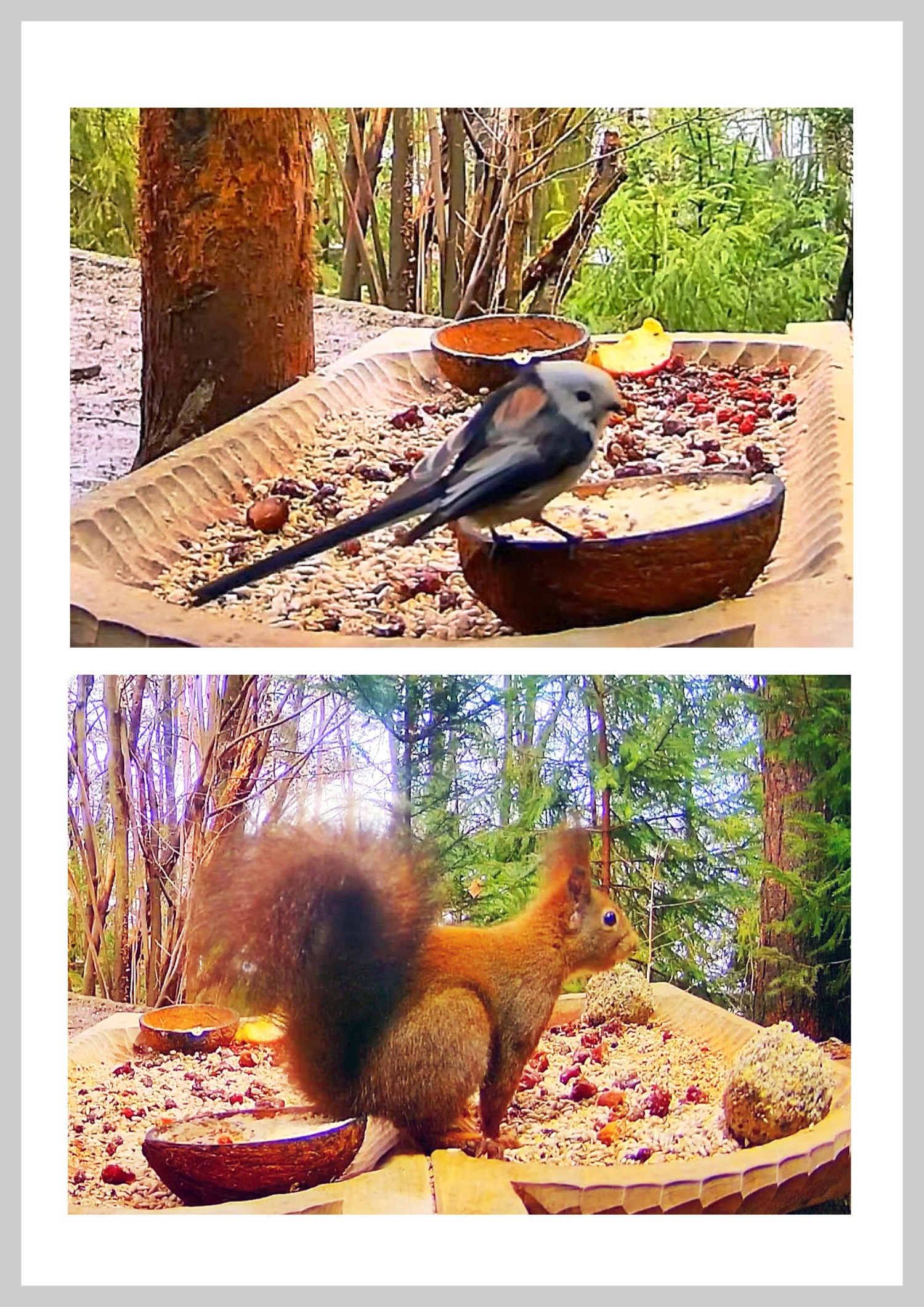 livebirdspoland_2b49f262daff28abeb06734065813faa.jpg