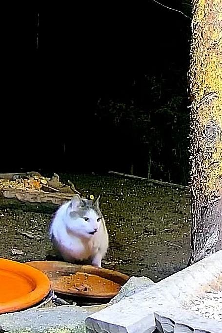 livebirdspoland_a373cf0e4b3ad1515e9ec59f1c9f53fa.jpg