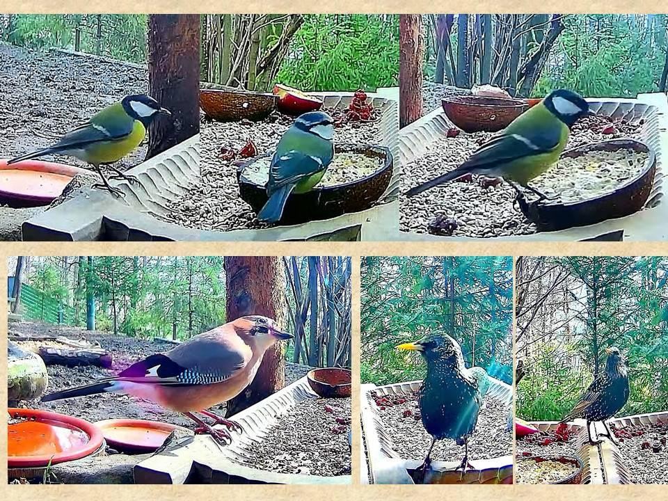 livebirdspoland_add400f278ce0b32c9fa9c7dcc0fdb1c.jpg