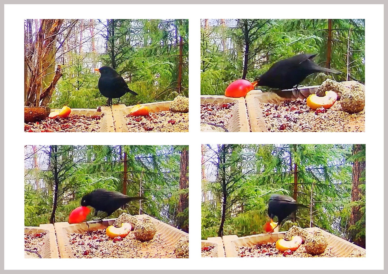 livebirdspoland_fce2f8053f2804a54f8ab92516baa9e9.jpg