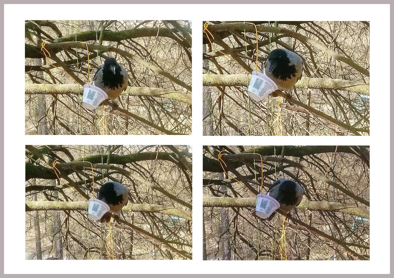 livebirdspoland_43e834962d0ac19a18b6df840f6009a8.jpg