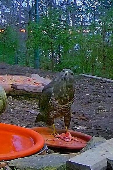 livebirdspoland_93e938784c8cbc6839d0849dc93dbec8.jpg